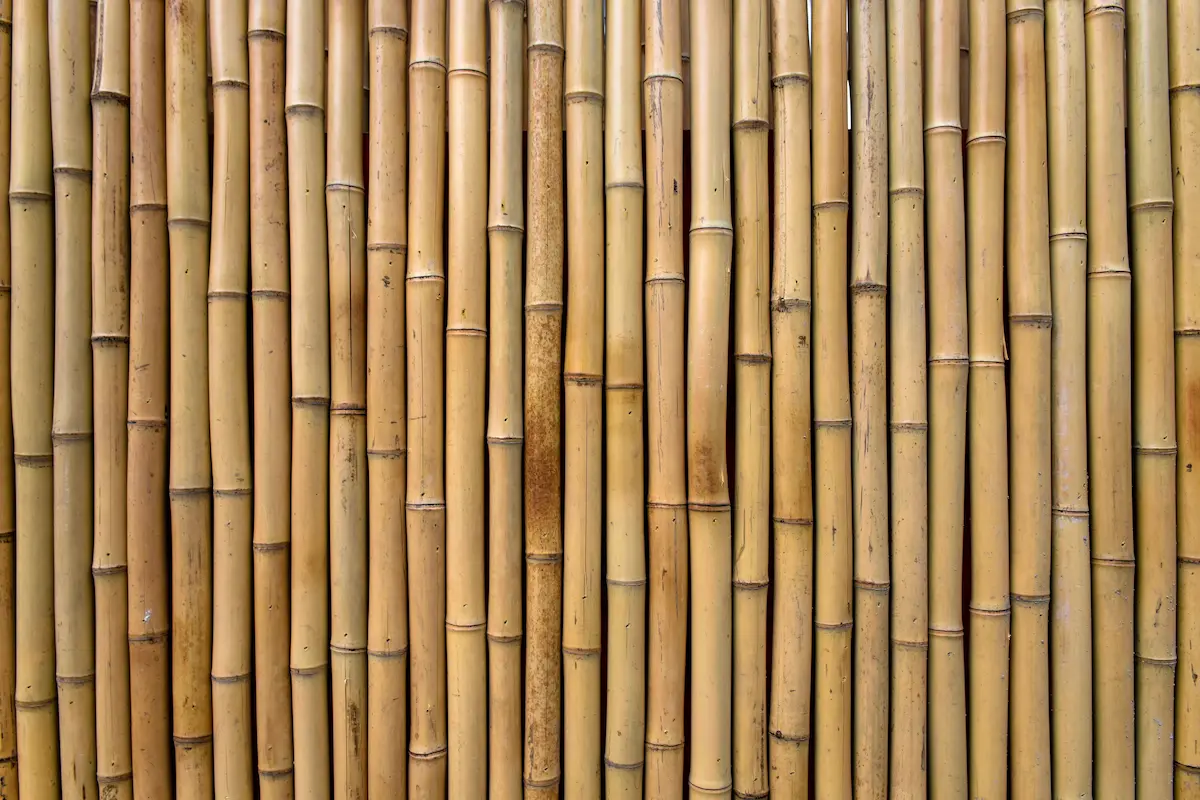 pared de babú